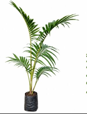 Palmeira Real