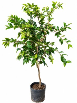 Mudas de Jabuticabeira